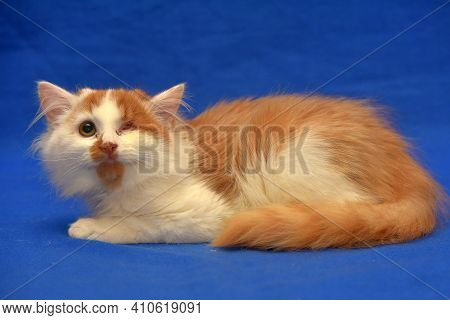 Small Red And White Kitten One-eyed Disabled