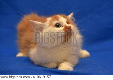 Small Red And White Kitten One-eyed Disabled