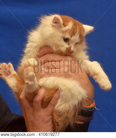 Small Red And White Kitten One-eyed Disabled