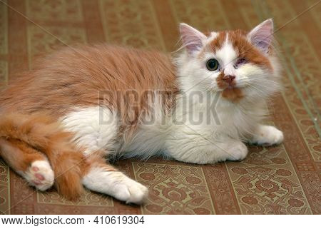 Small Red And White Kitten One-eyed Disabled