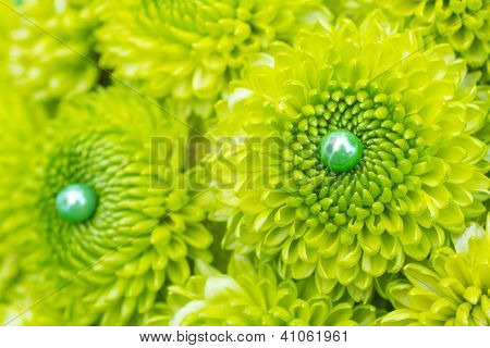 Fiori mamma verde