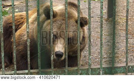 Park Of Foresters Of Bashkiria In Ufa. Bear In The Enclosure.