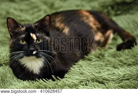 Black With Red And White Cat On A Green Background