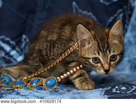 Cute Brown Striped Kitten On A Blue Background With A Beads On His Neck