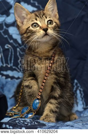 Cute Brown Striped Kitten On A Blue Background With A Beads On His Neck