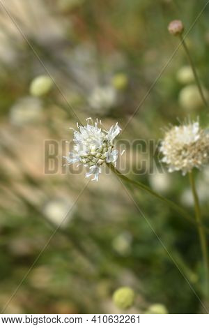 Giant Scabious Flower - Latin Name - Cephalaria Leucantha