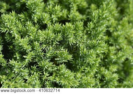 Dwarf Japanese Garden Juniper - Latin Name - Juniperus Procumbens Nana