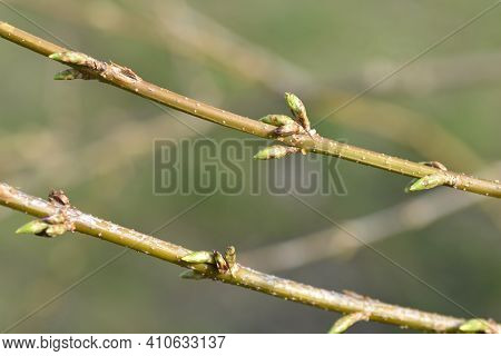 Weeping Forsythia Branches With Flower Buds - Latin Name - Forsythia Suspensa