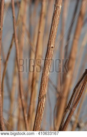 Fuzzy Deutzia Flore Pleno Bare Branches In Winter - Latin Name - Deutzia Scabra Flore Pleno