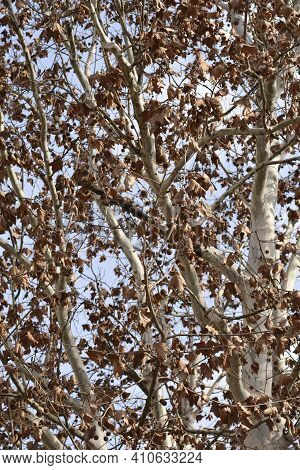 London Plane - Latin Name - Platanus X Hispanica (platanus X Acerifolia)