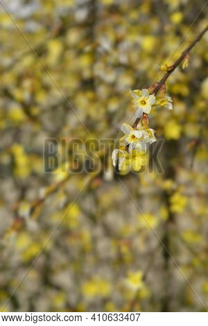 Winter Jasmine - Latin Name - Jasminum Nudiflorum