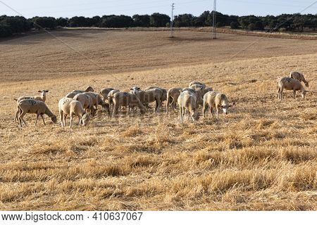 Sheep Grazing In A Dry Cereal Field
