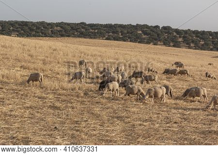 Sheep Grazing In A Dry Cereal Field