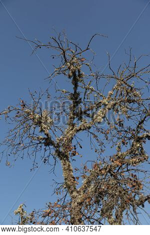 Dead Acorn Tree Back Lighting With A Clear Blue Sky In Southern Andalusia Spain