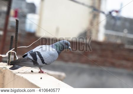 Indian Pigeon Or Rock Dove - The Rock Dove, Rock Pigeon, Or Common Pigeon Is A Member Of The Bird Fa