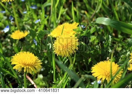 Yellow Dendelions Growing In The Green Grass. First Spring Flowers. Yellow Flowers Growing On A Lawn