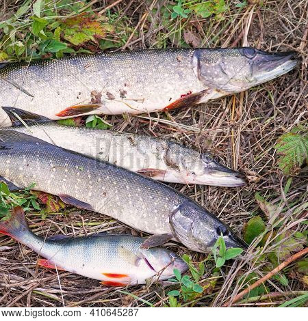 A Few Pike On The Dry Grass. Esox Lucius
