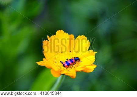 A Beetle With Red Stripes On Its Red Back On A Yellow Flower. Trichodes Apiarius