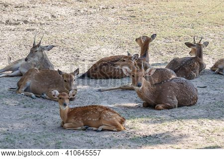 Beautiful Axis Deer In The Nature Habitat In Thailand.beautiful Axis Deer Close Up.