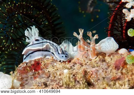 Chromodoris Villani Nudibranch Crawls On Coral. The Body Is White, Covered With Longitudinal Dark St