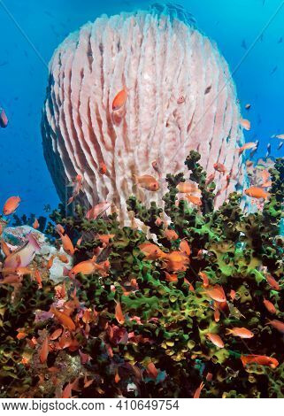 A Giant Pink Barrel-shaped Sponge On Top Of A Coral Block With Small Red Fish On A Green Coral. Phil