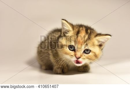Small Kitten Of The British Chinchilla Breed On White Background. Little Baby Cat Lick. Babycat With