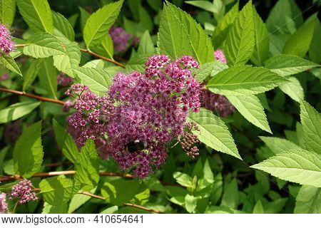 Opening Pink Flowers Of Japanese Meadowsweet In June