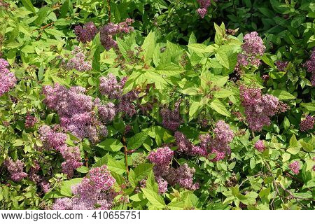 Shrub Of Japanese Meadowsweet In Full Bloom In June