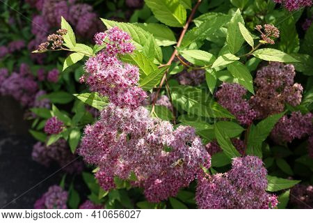 Thin Branch Of Japanese Meadowsweet With Pink Flowers In June