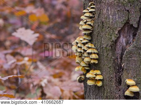 Many Orange Mushrooms On A Tree In The Park. Mushrooms On A Tree In The Forest Close-up. Lots Of Toa
