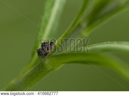 Salticidae. Spider With Big Eyes On A Green Leaf. Jumping Spider Salticidae, Sitting In The Grass A 