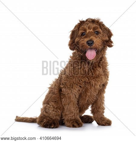 Cute Red Cobberdog Puppy, Sitting Side Ways. Looking Curious Towards Camera. Isolated On White Backg