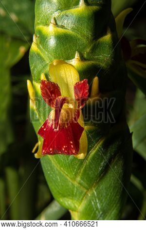 Ginger Flower, Beautiful And Rare Ginger Flower Blooming, Blurred Background, Selective Focus.