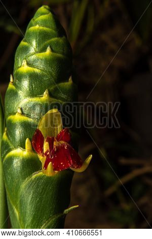 Ginger Flower, Beautiful And Rare Ginger Flower Blooming, Blurred Background, Selective Focus.