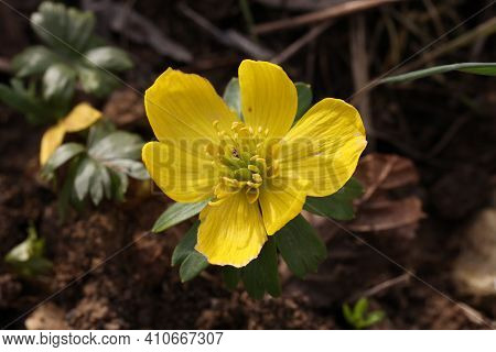 Eranthis Hyemalis Is A Plant Found In Europe
