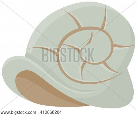 Shell Isolated On White Background. Chitin Structure Protecting Snail. Curl Carapace With Assorted D