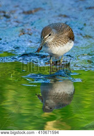 Green sandpiper, Tringa ochropus. In the early morning, the bird walks along the bank of a small river in search of food
