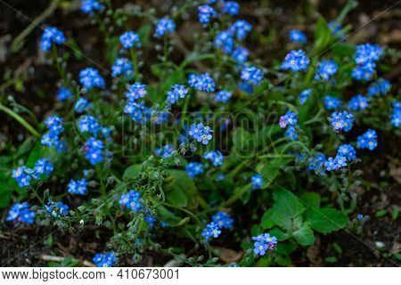 Brunner, The Forget-me-not, Beautiful Blue Spring Flowers In The Meadow, Floral Background Of Delica