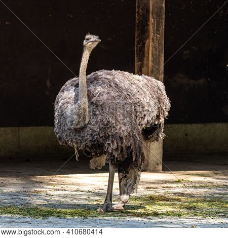 The Common Ostrich, Struthio Camelus, Or Simply Ostrich, Is A Species Of Large Flightless Bird Nativ