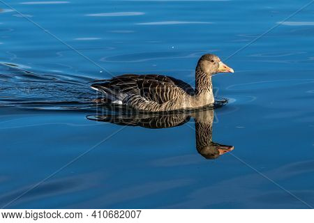 The Greylag Goose, Anser Anser Is A Species Of Large Goose In The Waterfowl Family Anatidae And The 