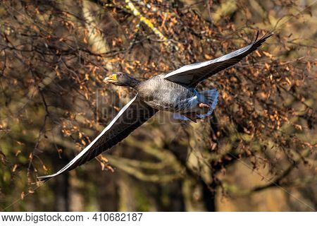 The Greylag Goose, Anser Anser Is A Species Of Large Goose In The Waterfowl Family Anatidae And The 