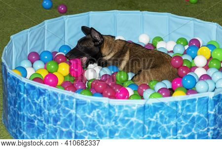 A Cute Belgian Malinois Puppy Play In A Small Pool Of Plastic Balls