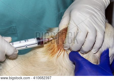 A Skilled Veterinarian Drains An Abcess On The Head Of A Golden Retriever Dog