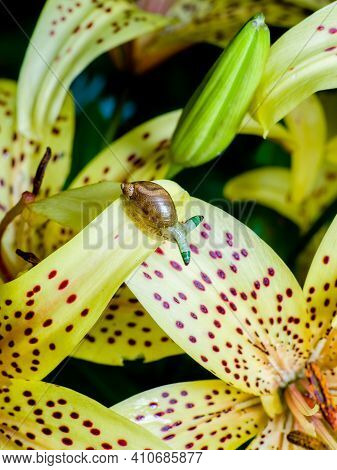 Green-banded Broodsac, Leucochloridium Paradoxum, A Parasitic Worm Living In Amber Snail On Yellow T