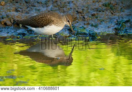 Green Sandpiper, Tringa Ochropus. In The Early Morning, The Bird Walks Along The Bank Of A Small Riv