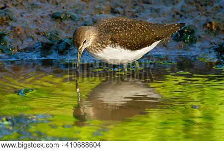 Green Sandpiper, Tringa Ochropus. In The Early Morning, The Bird Walks Along The Bank Of A Small Riv