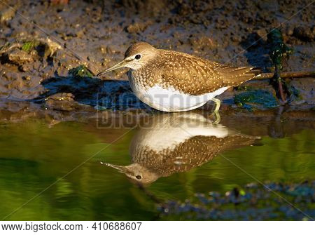Green Sandpiper, Tringa Ochropus. In The Early Morning, The Bird Walks Along The Bank Of A Small Riv
