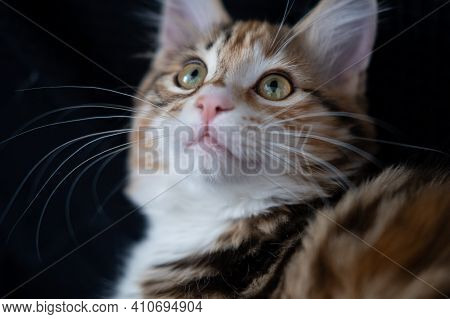Young Kurilian Bobtail Kitten Face Looking Up
