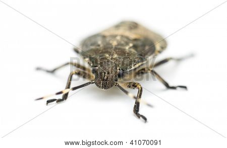 ป้องกันแมลง Troilus luridus กับพื้นหลังสีขาว