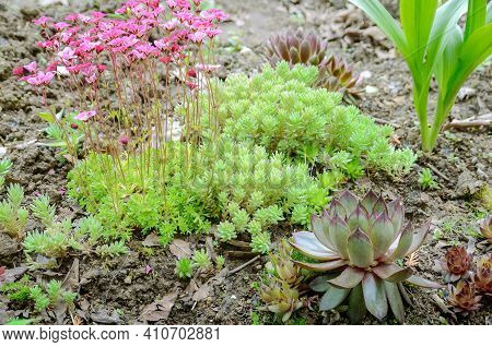 Glade Succulents Saxifrage, Purple Youth, Ochitok In A Group Of Close-ups In The Botanical Garden In